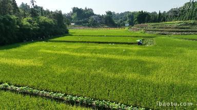 高标准农田水稻丰收机械化收割